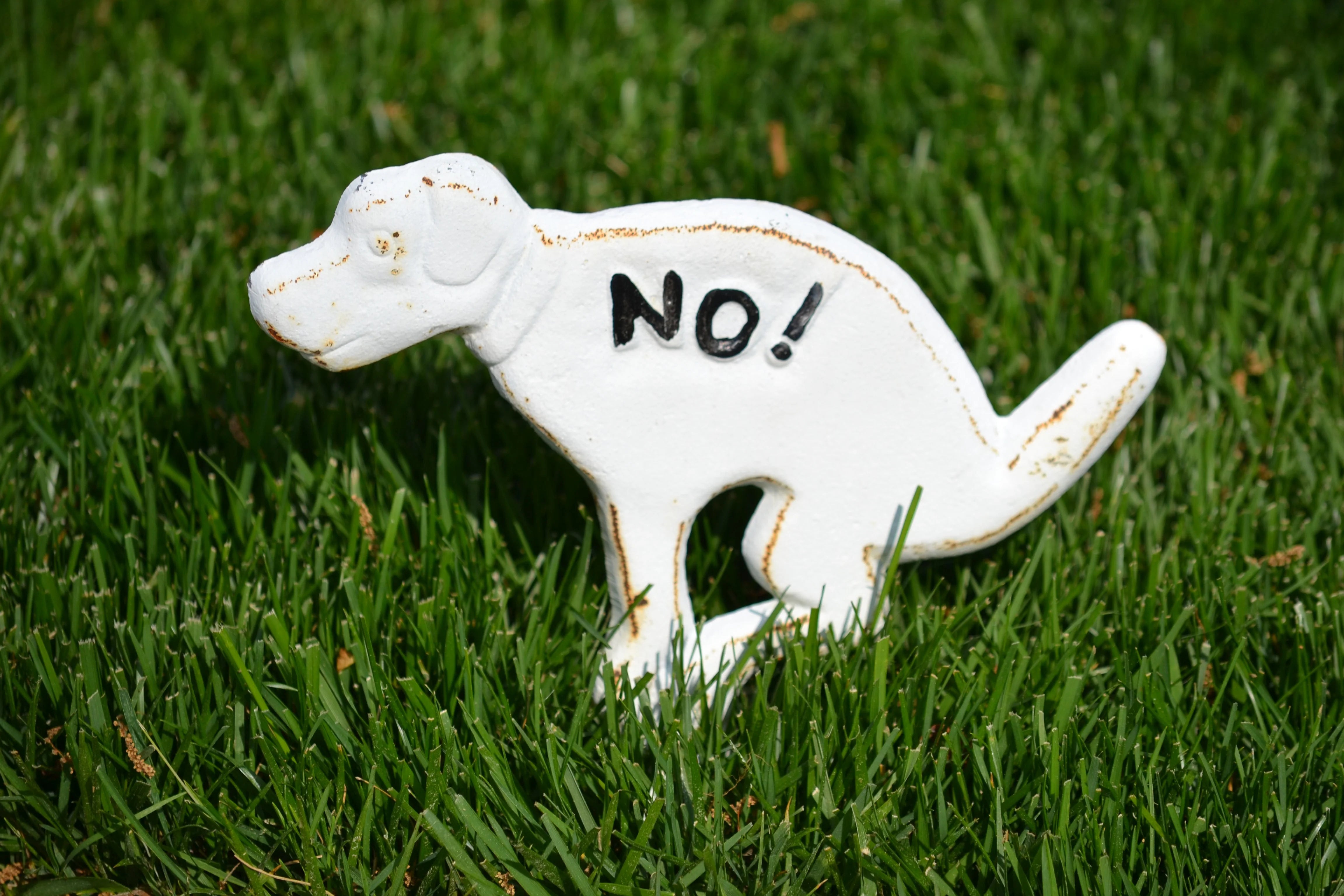 Why Won't My Dog Poop? – Under the Weather