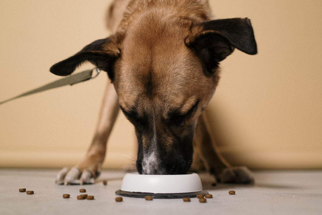 A brown and black dog eating kibble from a white bowl indoors, on a leash, against a plain wall