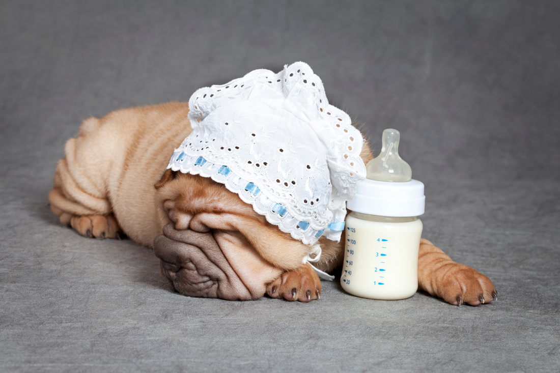 Wrinkly Shar-Pei puppy wearing a white lace bonnet and napping next to a bottle of milk.