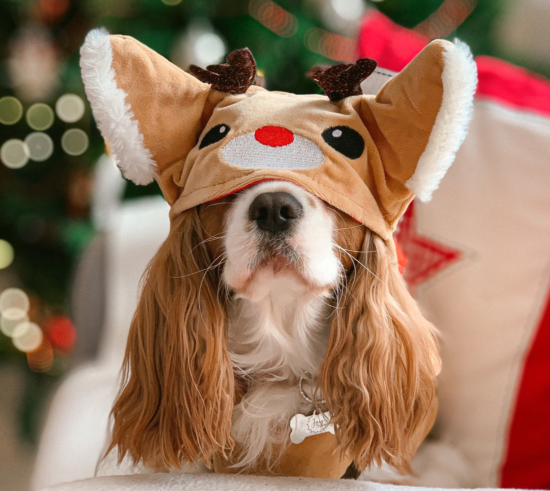 Holiday Hazards and Safety For Pets
