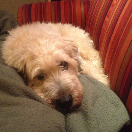 The Dog Pack and Purpose Behind Under the Weather