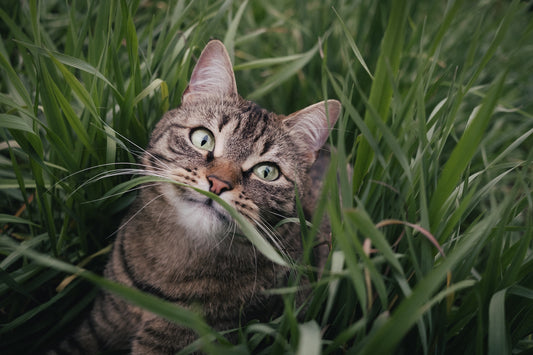 The Dangers of Letting Your Cat Outside