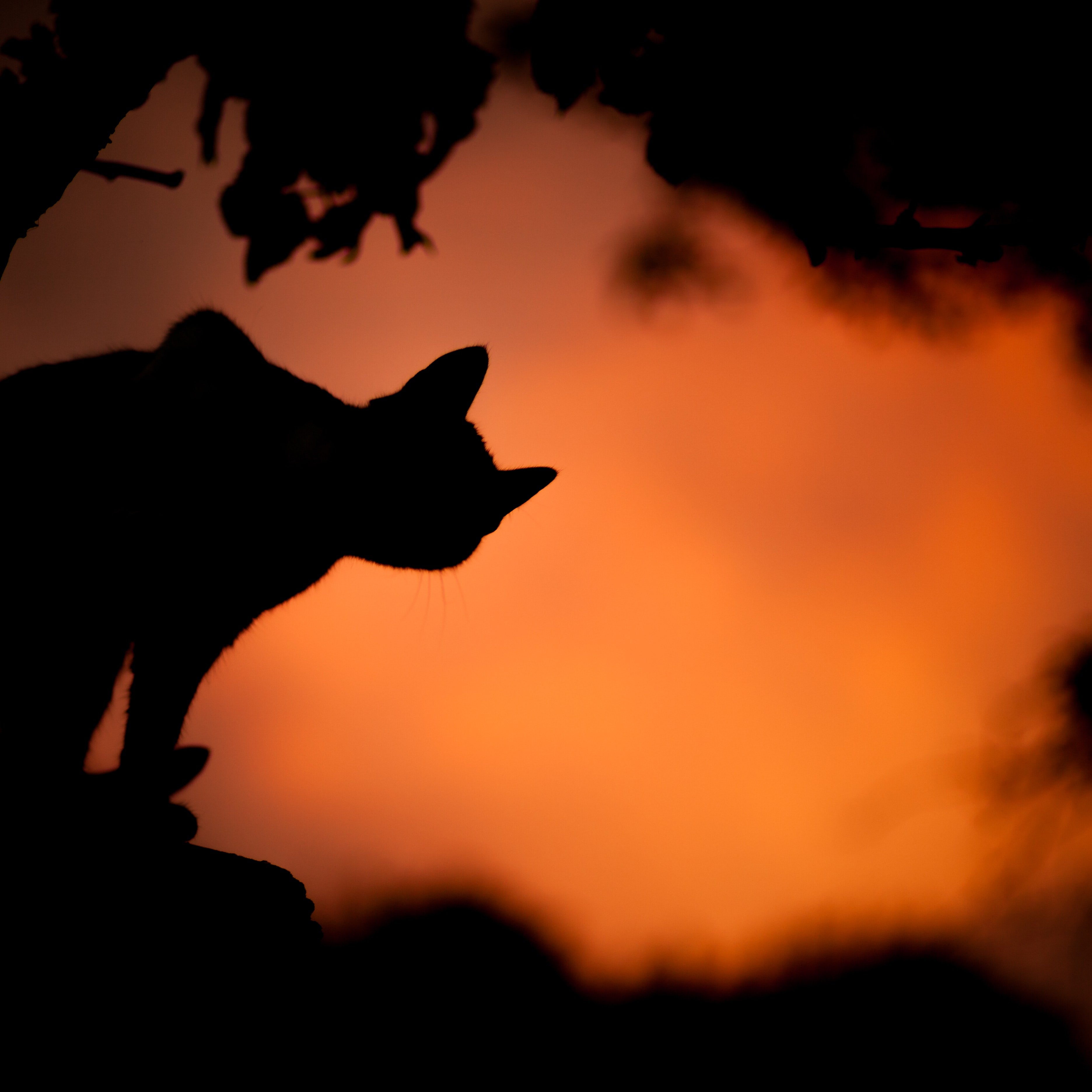 Black Orange Cats Facts Fiction Fun Under the Weather