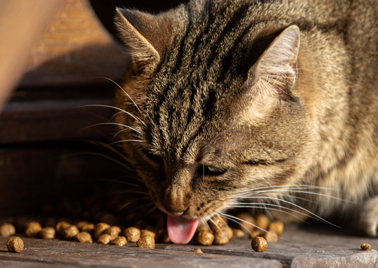 A brown tabby cat with its head lowered, eating dry kibble scattered across a wooden surface in warm sunlight