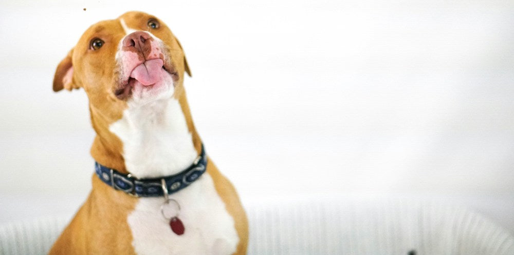 Dog Licking Floor and Upset Stomach: Causes and Solutions