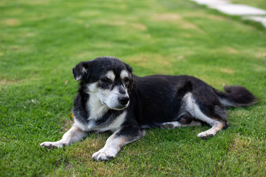 An older black and white dog with a graying muzzle lying calmly on a green lawn and looking off to one side