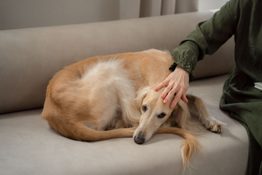 A calm dog resting curled up on a sofa while its owner gently rests a hand on its head