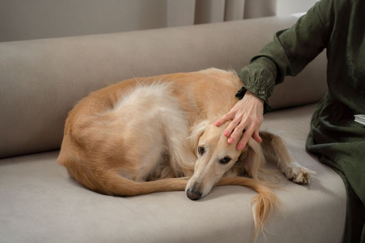A calm dog resting curled up on a sofa while its owner gently rests a hand on its head