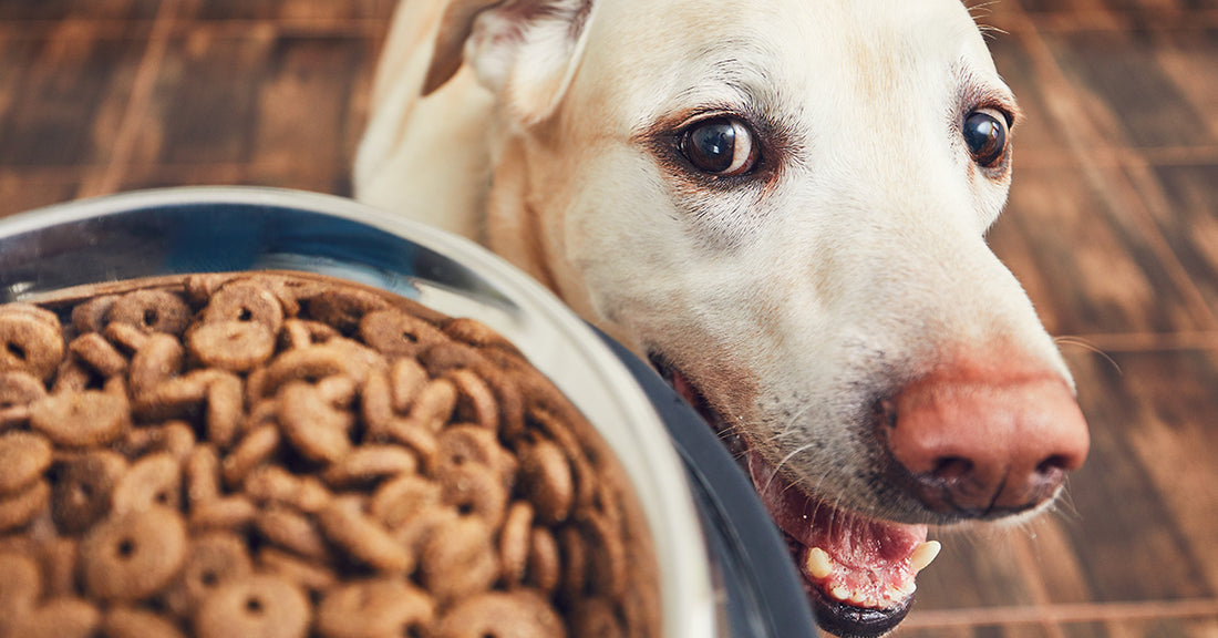 SMART SHOPPING FOR DOG FOOD