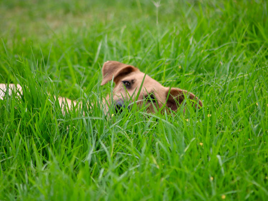 Why Do Dogs Eat Grass?