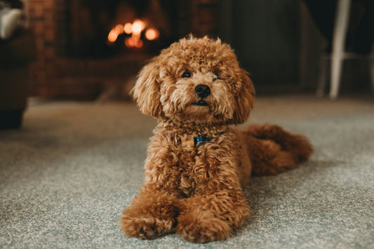JULY 15 – NATIONAL PET FIRE SAFETY DAY