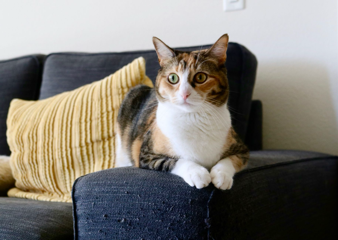 A calico cat resting alertly on a dark gray sofa beside a yellow cushion