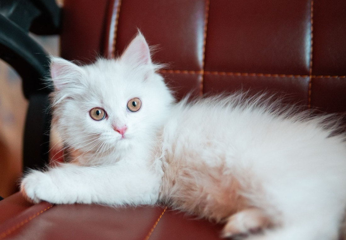 A fluffy white kitten resting on a dark red leather armchair, looking at the camera