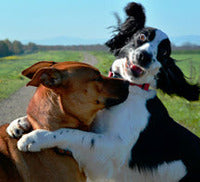 ANXIETY ISSUES AT DOGGIE DAYCARE?