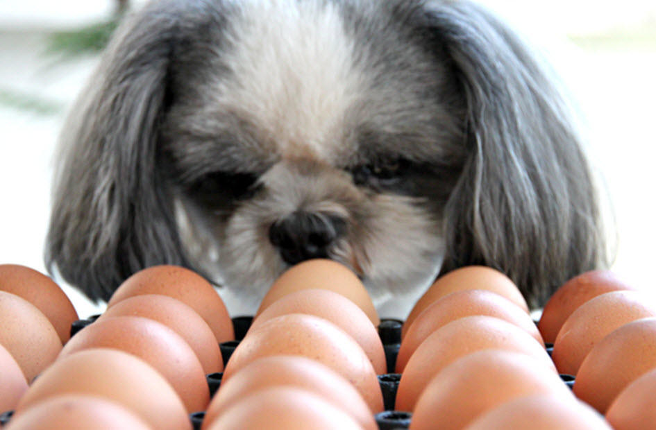 ARE EGGS GOOD FOR DOGS?
