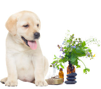 ARE ESSENTIAL OILS SAFE FOR DOGS?