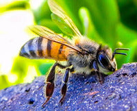 DOG OWNERS ... BEE-WARE!
