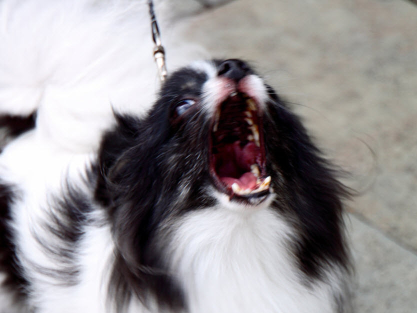 BEYOND BARKING