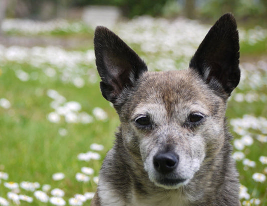 BRAIN HEALTH IN DOGS