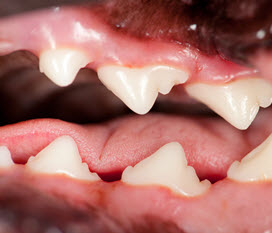 BRUSHING UP ON DOGGIE DENTAL HEALTH