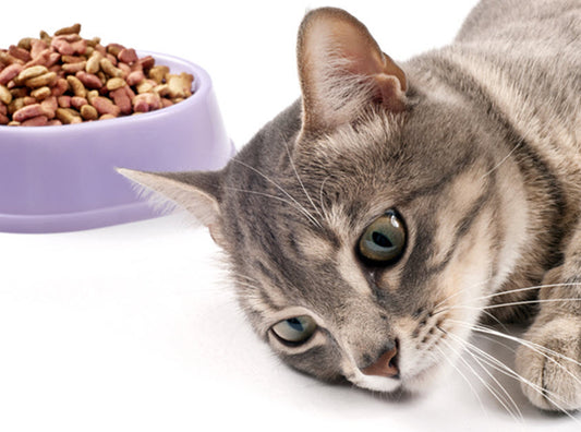 CAT NOT EATING?
