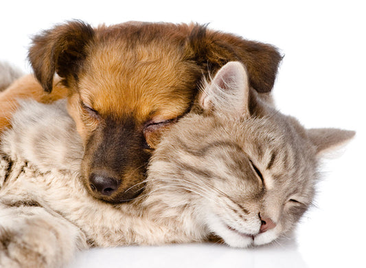 CATS & DOGS LIVING TOGETHER? OH MY!