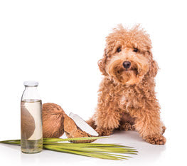 COCONUT OIL FOR YOUR DOG?