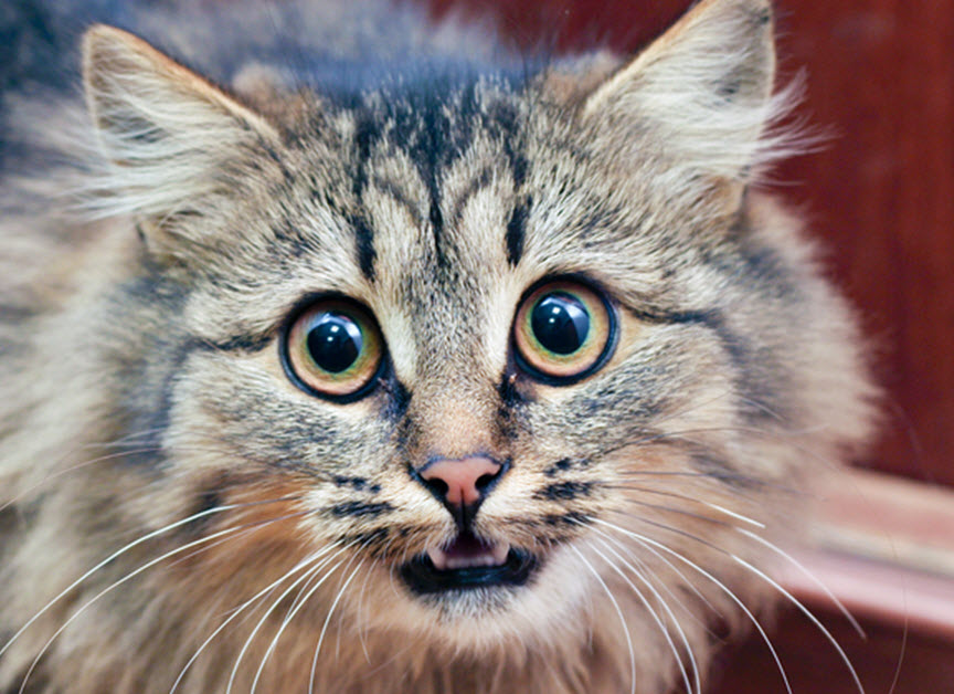 DEALING WITH A SCAREDY CAT