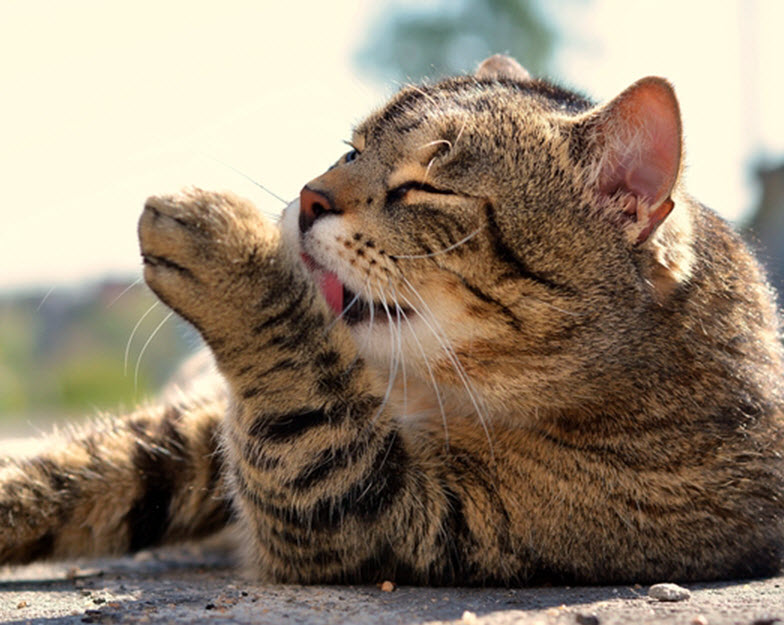 DEALING WITH HAIRBALL HACKING