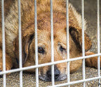 SUPPORT ADOPT-A-DOG MONTH