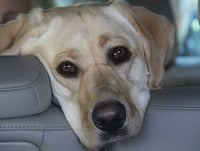 DEALING WITH DOG CAR SICKNESS