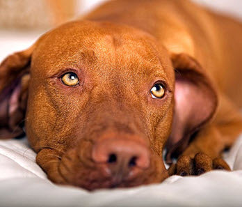 IS YOUR DOG DIABETIC?