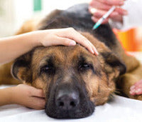 DO I REALLY NEED TO VACCINATE MY DOG?