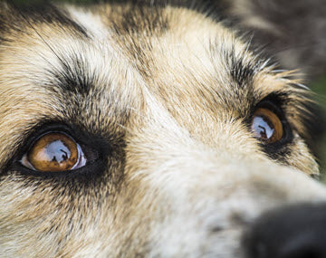 FOCUS IN ON YOUR DOG'S EYE HEALTH