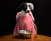 FREEZE-DRIED vs DEHYDRATED DOG FOOD