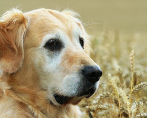 GRAIN-FREE DOG FOOD – IS IT FOR YOU?