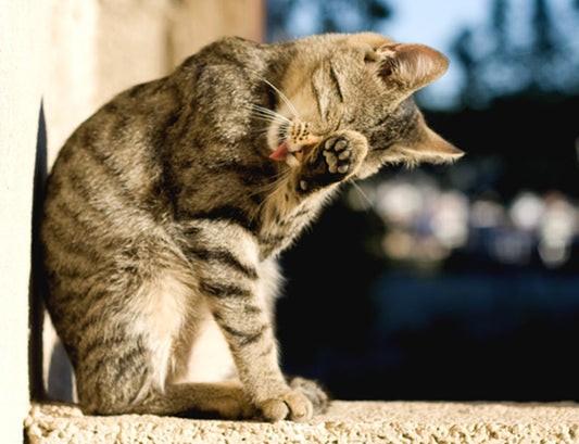 HAIRBALL HELP FOR YOUR CAT