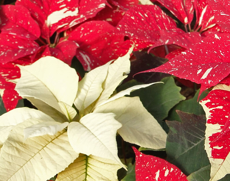 HOLIDAY PLANT PATROL FOR PETS