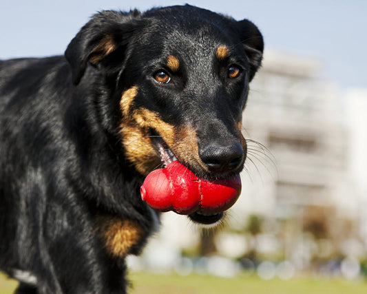 HOMEMADE KONG FILLERS