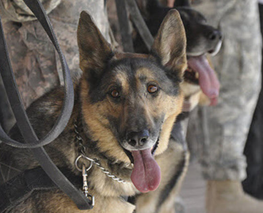 HONORING OUR FALLEN MILITARY DOGS