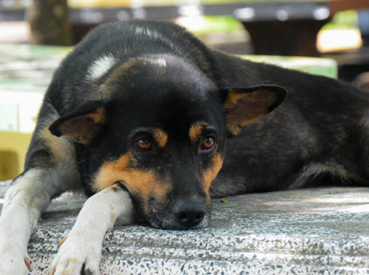 HOW TO SPOT & TREAT NAUSEA IN DOGS