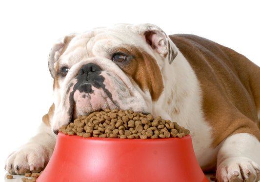 IS YOUR DOG NOT EATING NORMALLY?
