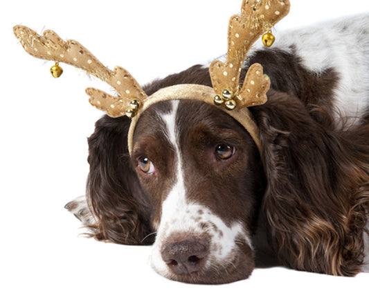 IS YOUR DOG STRESSED OUT DURING THE HOLIDAYS?