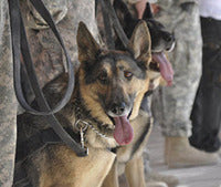 MARCH 13 IS K9 VETERANS' DAY!