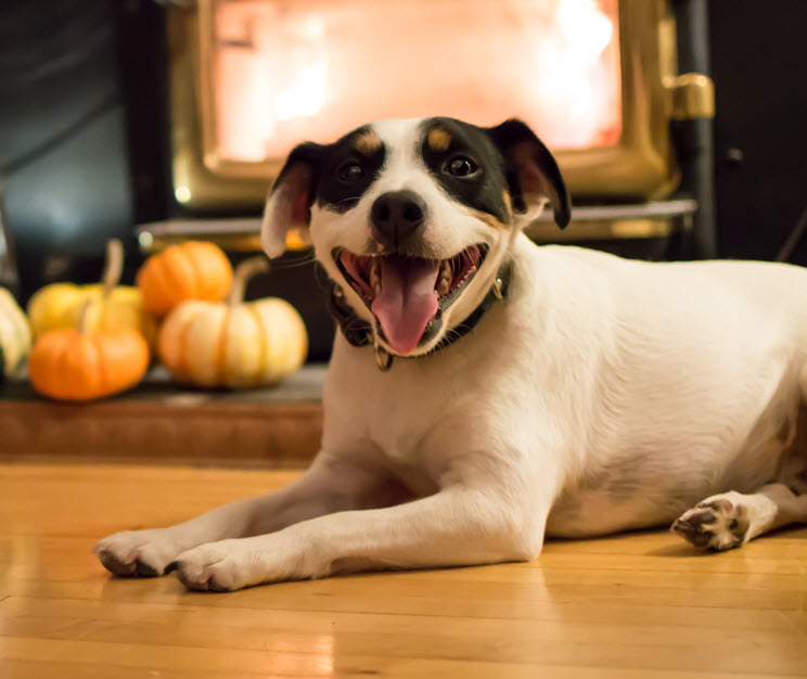 KEEPING FIDO SAFE AT THANKSGIVING
