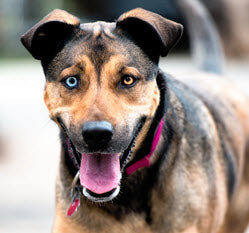 CELEBRATE NATIONAL MUTT DAY - DEC 2