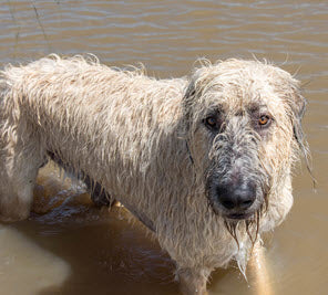 NATURAL DISASTER PREPARATION FOR PETS