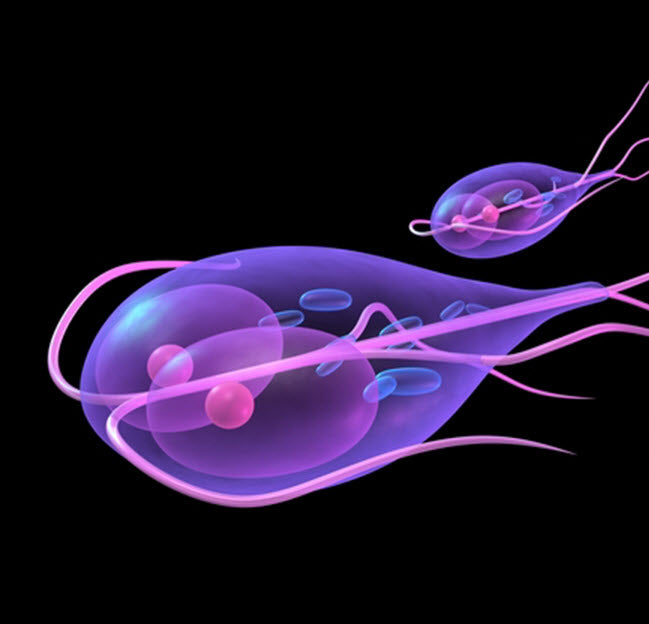 PESKY PARASITES THAT CAN AFFECT DOGS & CATS