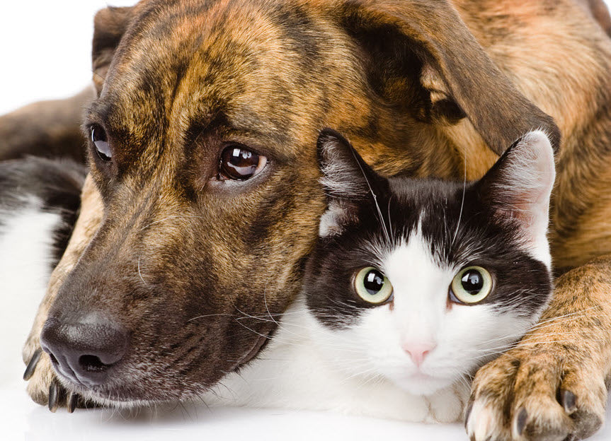 PET ADOPTION TRENDS MOVING IN THE RIGHT DIRECTION