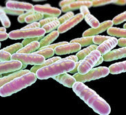PROBIOTICS FOR MY POOCH?